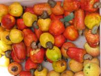 Raw and Roasted Cashew Nuts