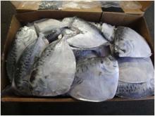 Frozen Whole Round Moon Fish