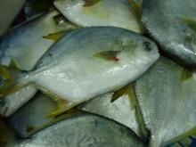 Frozen Golden Pomfret Fish