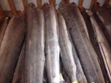 FROZEN SAILFISH HGT