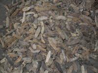 dried  sea  cucumba