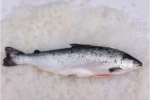 Fresh and Frozen Salmon