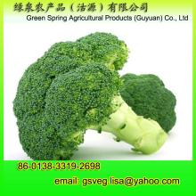 Export Fresh Broccoli