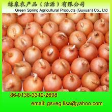  Export  Fresh  Onion 