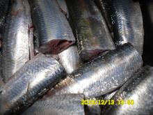 sardine HGT