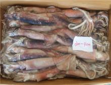 loligo squid