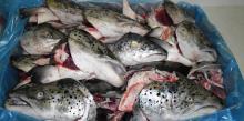 Frozen Atlantic Salmon Heads (Salmo salar), V-cut for sale
