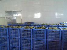 China pure vermicelli,mung bean thread ,potatos thread,cellophane noodles,pasta ,macaroni,spaghetti