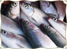 hot sale big quantity tilapia whole round frozen fish