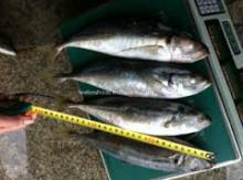 Top  products   hot   selling   new  2015 Frozen Mackerel Fish For Sale