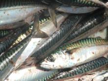  Sea   frozen   mackerel   fish  Canned  mackerel   fish  in tomato sauce