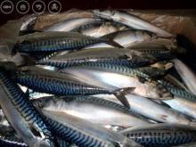 Fresh Hot Sale Frozen Sea Fish for Sale