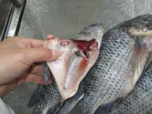Frozen Tilapia Gutted and Scaled All sizes