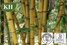 Bamboo Extract, Flavonoids,Organic Silica