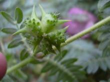 Tribulus Alatus Extract, US Warehouse Available, Manufacturer Only in China