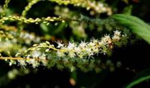 (US warehouse) Pure Natural Wild Basella Rubra Extract