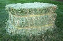 Alfalfa Hay (Bales Compressed)
