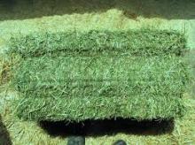 Alfalfa Hay Bales for Sale
