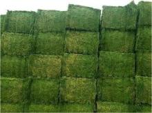 Alfalfa Hay Pellet, Alfalfa Hay in Bales