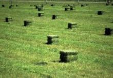 Alfalfa Hay, Best Quality Animal Feed