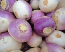 fresh turnip
