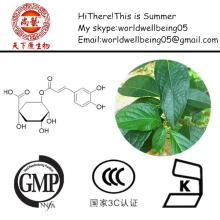 Eucommia ulmoides extract./cortex eucommiae extract/eucommia bark extract 98% Chlorogenic Acid