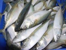 Emperor frozen fish for sale urgent
