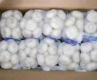 Pure White Garlic
