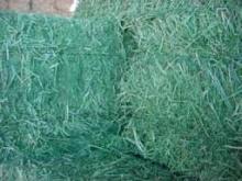 Alfalfa Hay Bales Available