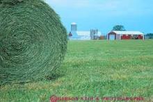 Grade A Alfalfa ( Dry  Hay) Hay for Sale