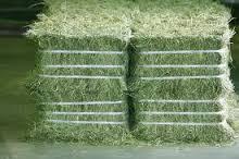 animal feeding stuff Alfalfa /horse alfalfa /alfalfa and timothy hay / alfalfa  sprout   seed s.