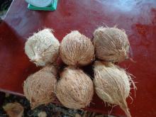 semi husk mature coconut