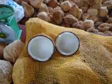  mature d  coconut 