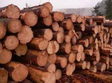 radiata pine chip logs