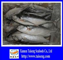 Wholesale Supply Frozen Hard Tail Scad Fish