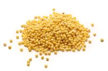 High quality Premium Quality Fresh dry Millet GRADE a FOR SALE