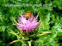 milk thistle extract, silymarin 80%, USP34,DAB10,EP7