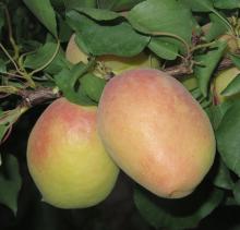 apricot