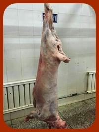 frozen lamb meat