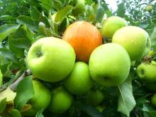 Fuji Apple for sale