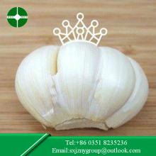 Normal White Garlic