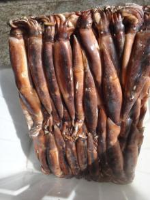 Frozen  Argentina   Illex   Squid  Whole Round