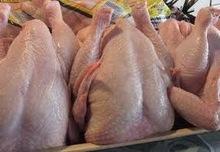HALAL Whole Frozen Chicken, Chicken Best of Brand and Top Suppliers