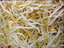 Special Offer 2015 New Bulk Canned Mung Bean Sprout