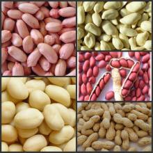 Best shandong peanuts kernels, all kinds of size