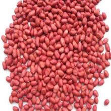  red   skin   peanut   kernel s, silihong  peanut   kernel s