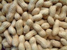 raw and  roasted  peanut in  shell 