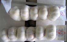 New crop fresh normal white garlic