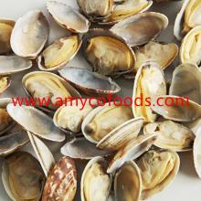 Frozen Short Necked Clam  Meat   IQF 