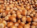 Hazelnut Raw without shell with skin in Bulk Package